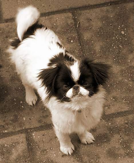 Blanding af racer Flodhesten Blutilda :) billede 3