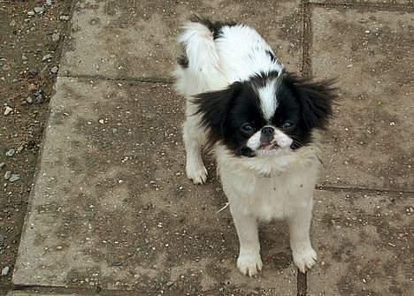 Blanding af racer Flodhesten Blutilda :) billede 4