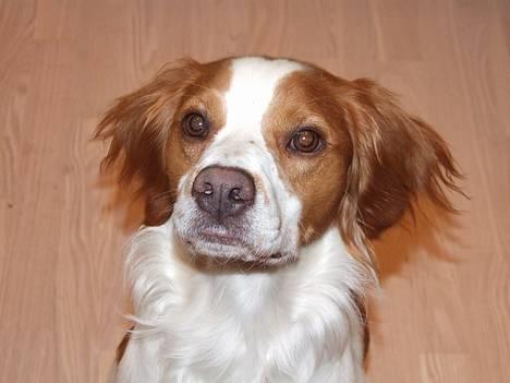 Breton Karo billede 1