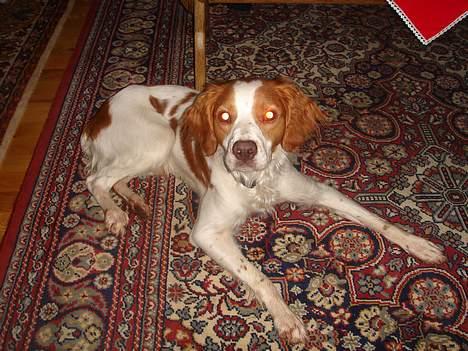 Breton Karo billede 2