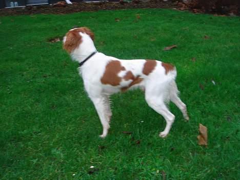 Breton Karo billede 3