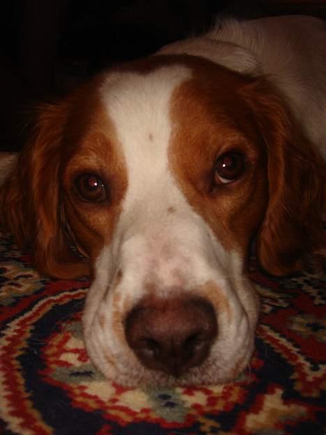 Breton Karo billede 4