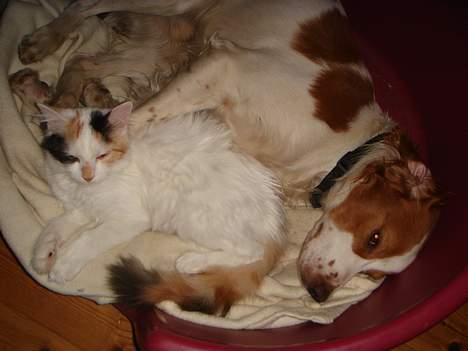 Breton Karo billede 5