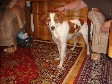 Breton Karo billede 6