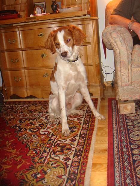 Breton Karo billede 7