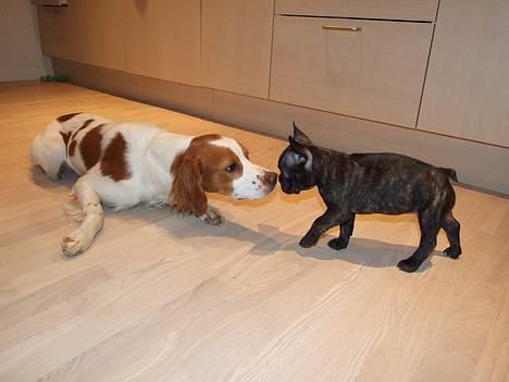 Breton Karo billede 8