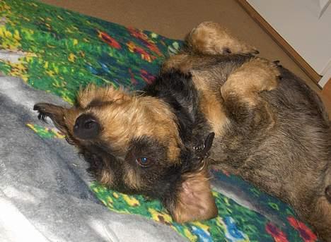 Gravhund Goliath  billede 5