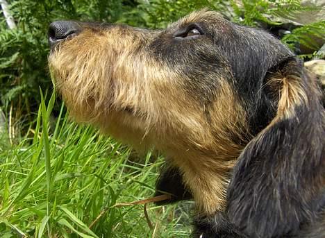 Gravhund Goliath  billede 6