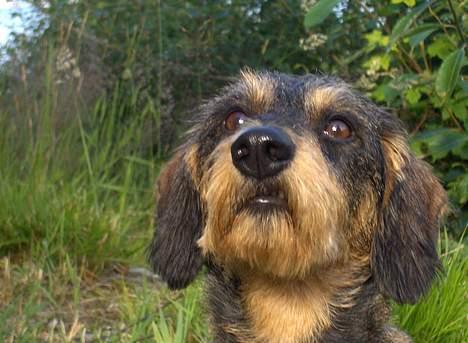 Gravhund Goliath  billede 7