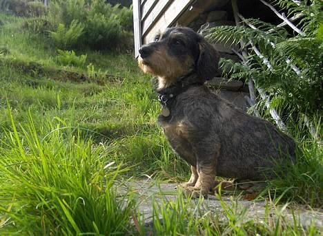 Gravhund Goliath  billede 8