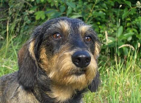 Gravhund Goliath  billede 9