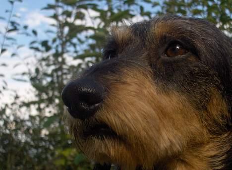 Gravhund Goliath  billede 10