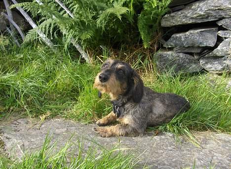 Gravhund Goliath  billede 11