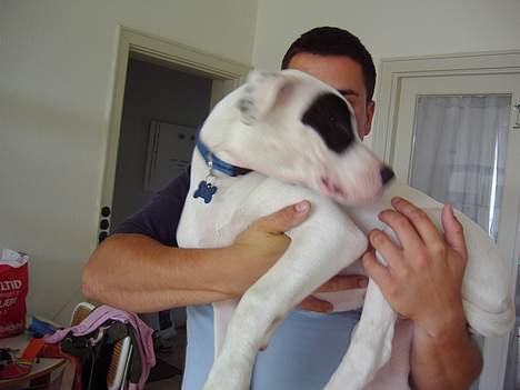 Blanding af racer Cayla billede 16