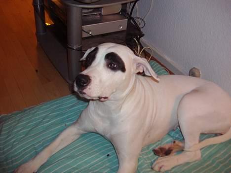 Blanding af racer Cayla billede 17