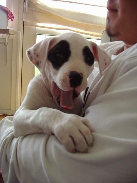 Blanding af racer Cayla billede 18