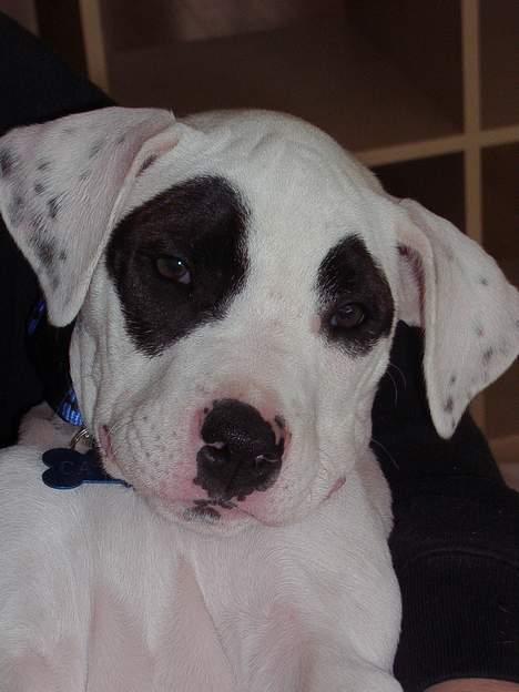 Blanding af racer Cayla billede 19