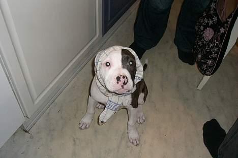 Blanding af racer Mille billede 20