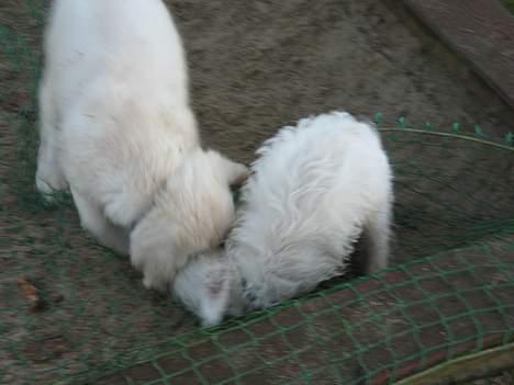 Golden retriever Ella - Anton & Ella elsker at lege sammen :O) billede 7