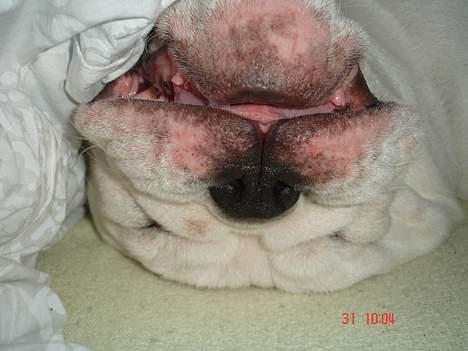 Engelsk bulldog Bacon - Godnat ... billede 4