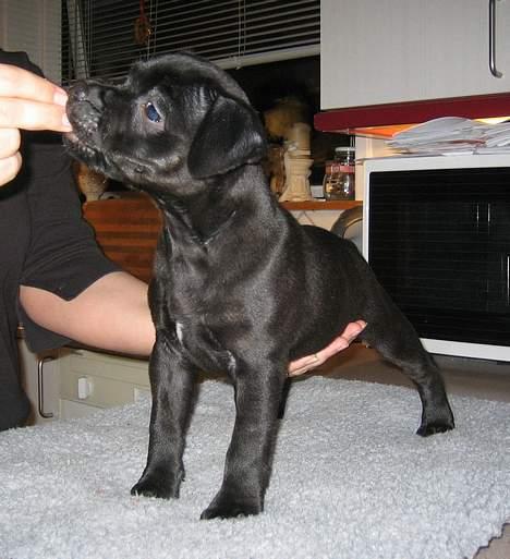 Staffordshire bull terrier Solo billede 1