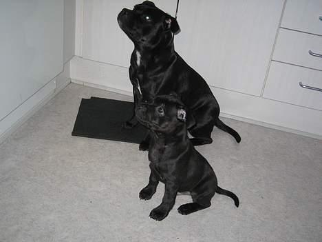 Staffordshire bull terrier Solo billede 2