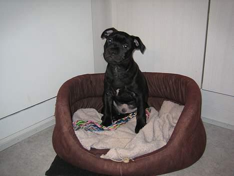 Staffordshire bull terrier Solo billede 3