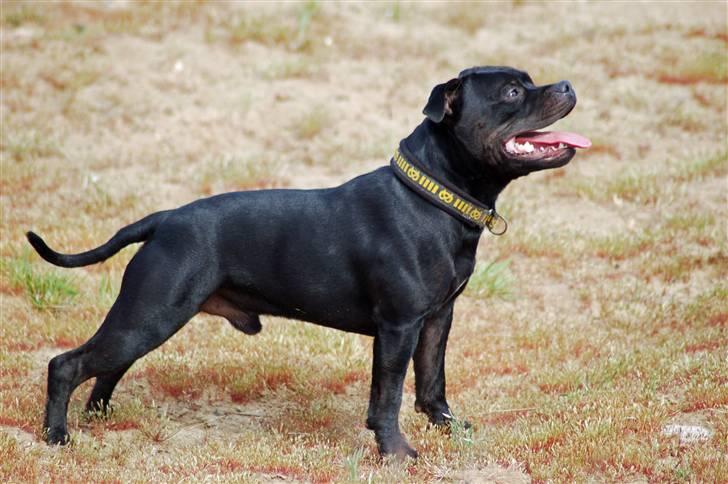 Staffordshire bull terrier Solo billede 4