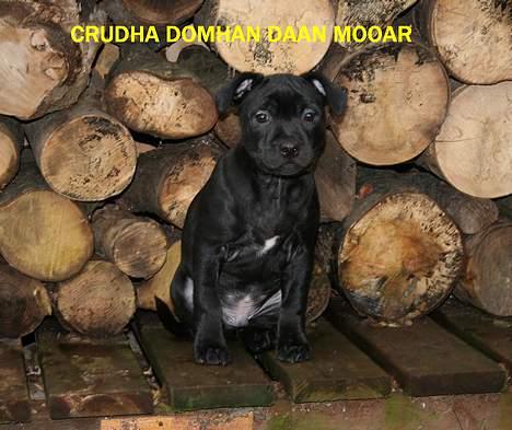 Staffordshire bull terrier Solo billede 5