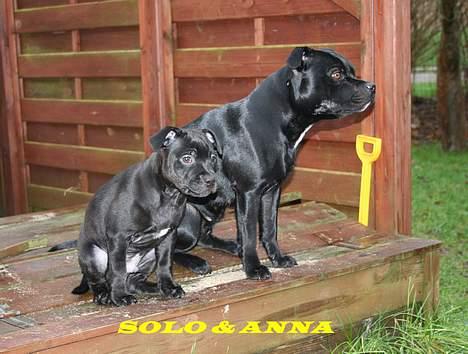 Staffordshire bull terrier Solo billede 6