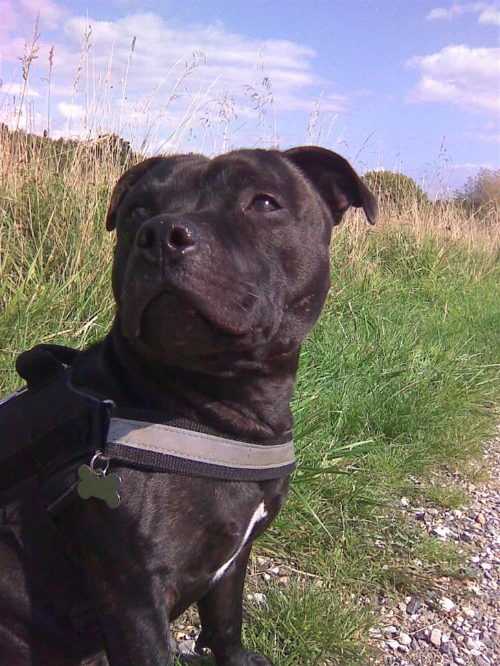 Staffordshire bull terrier     ITSO  24. okt - Haii med jer... 11 september 08´ billede 1
