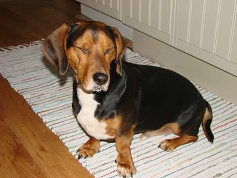 Blanding af racer Bastian - blink blink billede 3