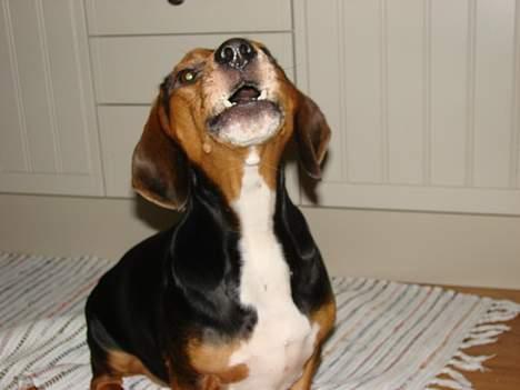 Blanding af racer Bastian - Hvad si´r hunden? billede 5