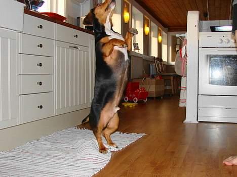 Blanding af racer Bastian - danse danse danse... billede 9
