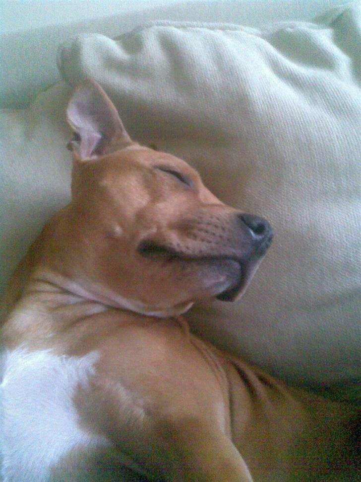 Staffordshire bull terrier Chianti billede 9