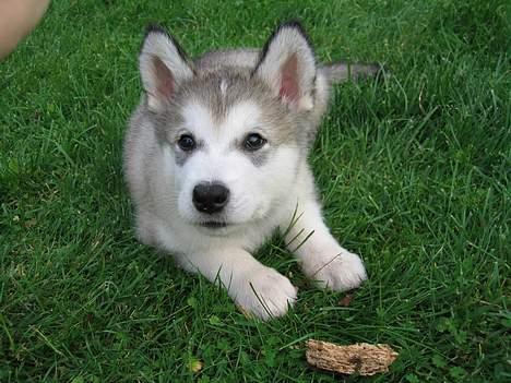 Alaskan malamute Chewie **Død feb 07** - Chewie 8 uger billede 18