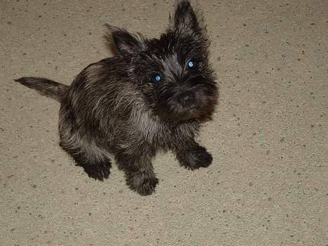 Cairn terrier Fie billede 1