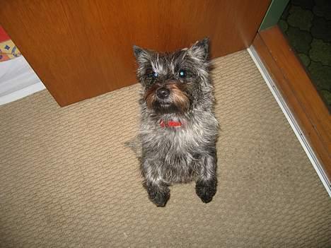 Cairn terrier Fie billede 2