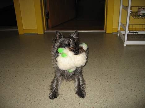 Cairn terrier Fie - er den ikke bare sød min bamse?? billede 3