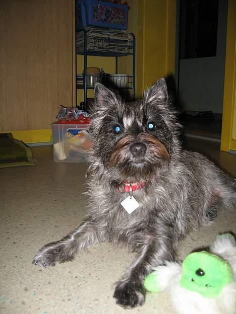 Cairn terrier Fie billede 4
