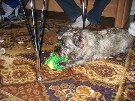 Cairn terrier Fie - se en fin julegave jeg har fået :D billede 6