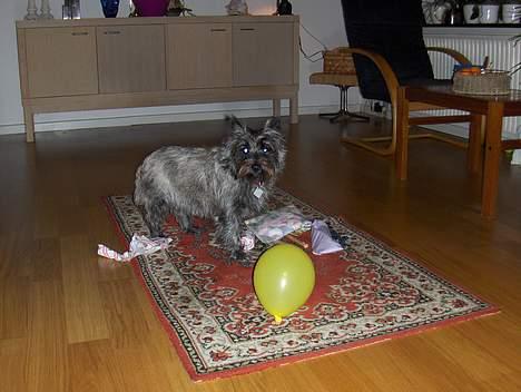 Cairn terrier Fie - min 2 års fødselsdag :) billede 7