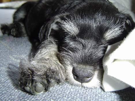 Dvaergschnauzer Dipsi - jeg er lille og tredt billede 2