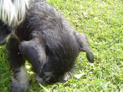 Dvaergschnauzer Dipsi - ny verden er lige kommet billede 3