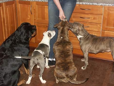 Amerikansk staffordshire terrier Icewood EZ Blue Baby Girl - Rest in Peace <3 - Hele flokken...... billede 4