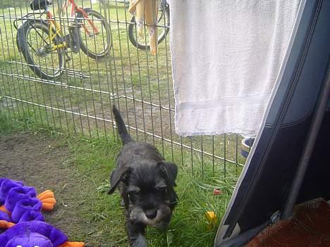 Dvaergschnauzer Dipsi - camping sej vogn billede 4