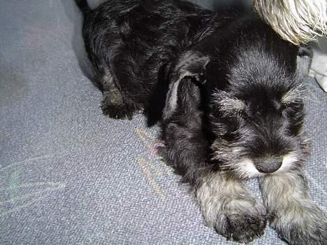 Dvaergschnauzer Dipsi - morgen gym billede 5