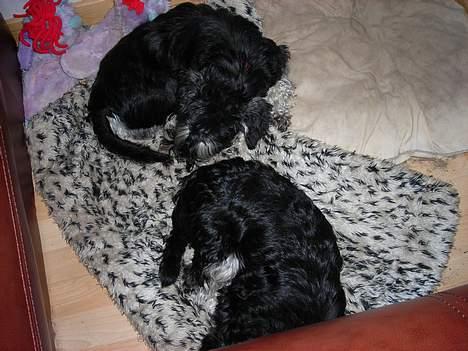 Dvaergschnauzer Tumle - mig og Dipsi sover sødt billede 6