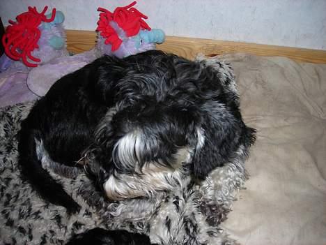 Dvaergschnauzer Tumle - enlig ro og fred billede 7