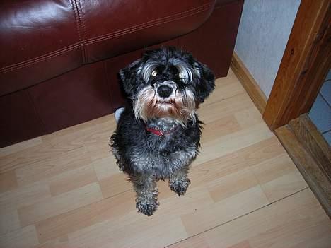 Dvaergschnauzer Tumle - se mig er jeg bare ikke sej billede 8